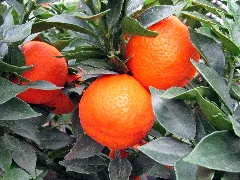 Citrus Clementina Panoramio