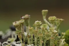 Cladonia Cf. Fimbriata (34270156131)