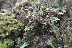 Cladonia Cf. Ramulosa (34993490383)