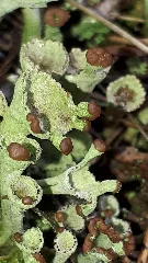 Cladonia Fimbriata 81618428