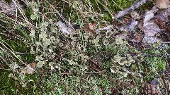 Cladonia Fimbriata 81618449