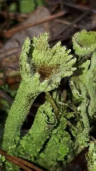 Cladonia Fimbriata 81618474