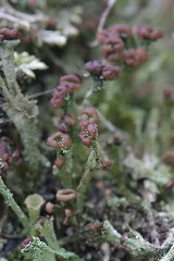 Cladonia Sp. (34960371314)