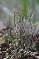 Cladonia Sp. (35634096752)