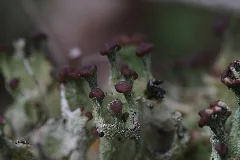 Cladonia Sp. (35767960186)