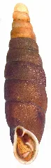 Clausilia (Clausilia) Parvula Férussac, 1807 (4816097232)