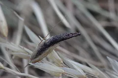 Claviceps Purpurea S.l. (43225700134)