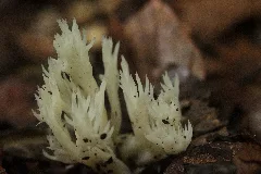 Clavulina Coralloides (36696123754)