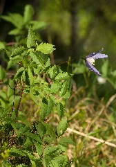 Clematis Alpina 02