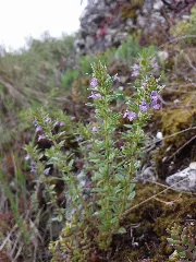 Clinopodium Acinos Sl1