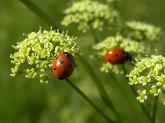 Coccinella Septempunctata Siebenpunktmarienkäfer