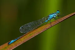 Coenagrion Michad