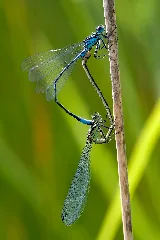 Coenagrion Pulchellum 2(Loz)