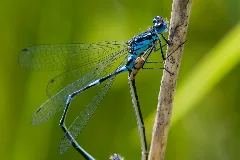 Coenagrion Pulchellum 3(Loz)