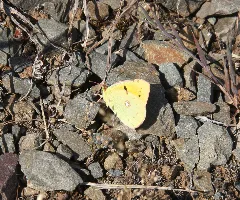 Colias Crocea 20130811 1