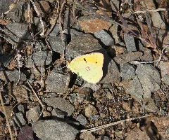 Colias Crocea 20130811 2