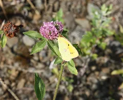 Colias Crocea 20130811 4