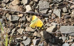 Colias Crocea 20130811 6