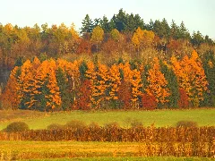 Coloured Trees Panoramio (1)