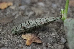 Common Knotgrass (44449952934)