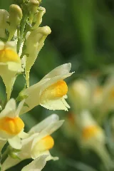 Common Toadflax Linaria Vulgaris (12766749205)