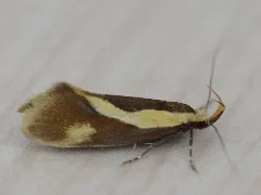 Concealer Moth (14202709102)
