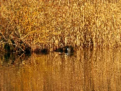 Coot Panoramio (1)