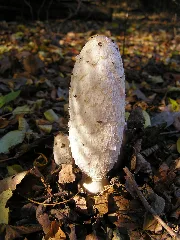 Coprinus Comatus Mde 2