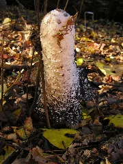 Coprinus Comatus Mde 3