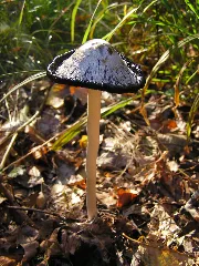Coprinus Comatus Mde 4