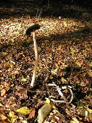 Coprinus Comatus Mde 5