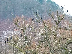 Cormorants Panoramio