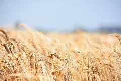 Corn In Bavaria (217446877)