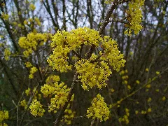 Cornus Mas 002