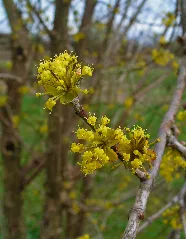Cornus Mas 003