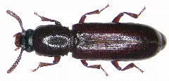 Corticeus Unicolor (Piller & Mitterpacher,1783) (4055919043)
