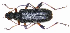 Cortodera Femorata (Fabricius, 1787) (3187769875)