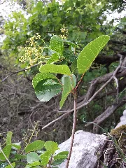 Cotinus Coggygria Sl1