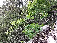Cotinus Coggygria Sl3