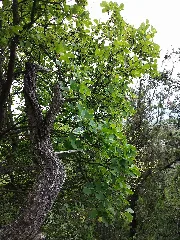 Cotinus Coggygria Sl4