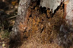 Cottbus, Rotting Tree Trunk In Branitzer Außenpark (Close Up)