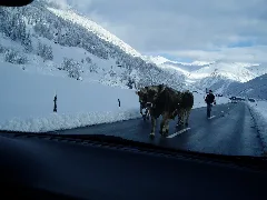Cows On Road Panoramio