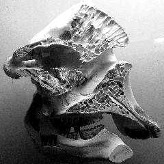 Crâne D'éléphant (Coupe Sagittale)