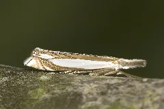 Crambus.pascuella.7563