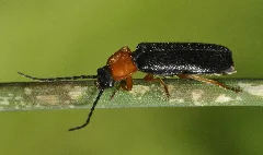 Cratosilis Denticollis 01 Fws