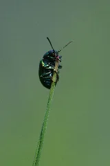 Creepy Crawlies 2013 Ingelfingen (Und Drum Rum) (9315137649)