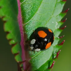 Creepy Crawlies 2014, Beastie Safari In Ingelfingen (14525702360)