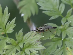 Cremastinae (Ichneumonidae) Male Ichneumoid Wasp Indet. (11209016766)