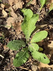 Crepis Praemorsa Sl119