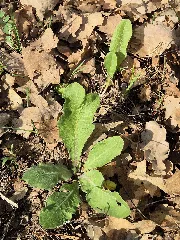 Crepis Praemorsa Sl120